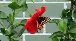 The Butter in Butterfly